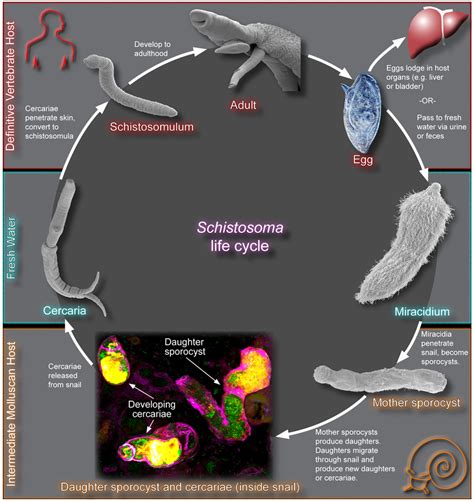 The schistosome life cycle. The various stages of the schistosome life... | Download Scientific ...