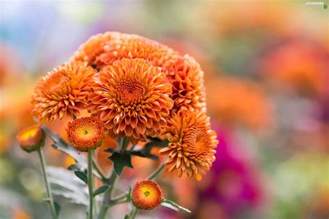 Orange, Chrysanthemums - Flowers wallpapers: 2000x1333