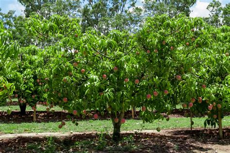 How to Grow Mango Trees