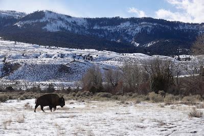 Rick Lamplugh: A Day in the Yellowstone Bison Migration: A Photo Essay