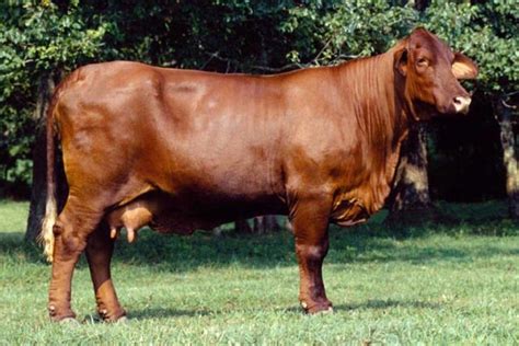 Santa Gertrudis Cattle-native to the King Ranch and to Texas | Cattle ...