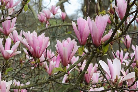 Plant Profile: Lily Magnolia (Magnolia liliflora)