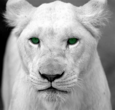 White panther - Alchetron, The Free Social Encyclopedia