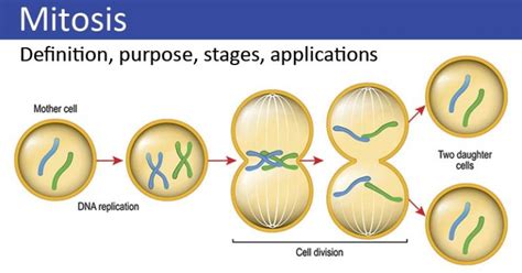 Mitosis Explained with Diagram - CBSE Class Notes Online - Classnotes123