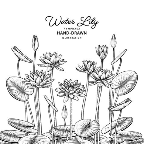water lily flowers and leaves in black and white ink on paper with the words water lily hand ...