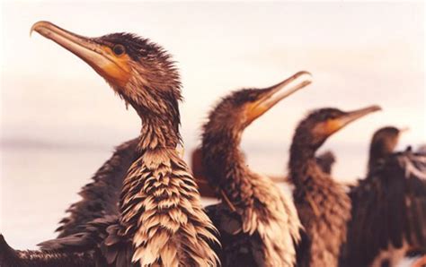 Tha ancient custom of Cormorants fishing at Erhai Lake | Yunnan Travel ...