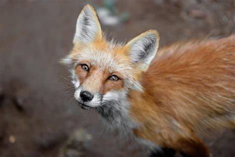 Dogs That Look Like Foxes | 12 Foxy Dog Breeds