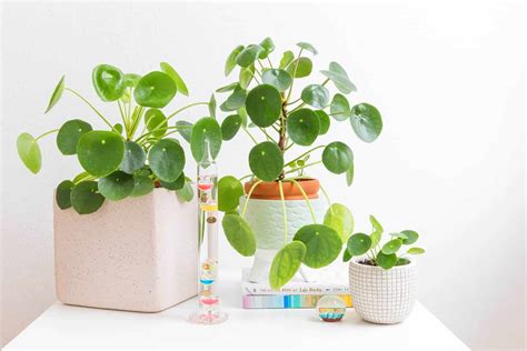 Caring for Pilea Plants - A Beautiful Mess