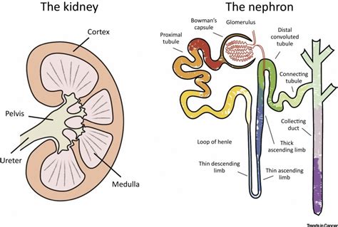 Tracing Renal Cell Carcinomas back to the Nephron: Trends in Cancer