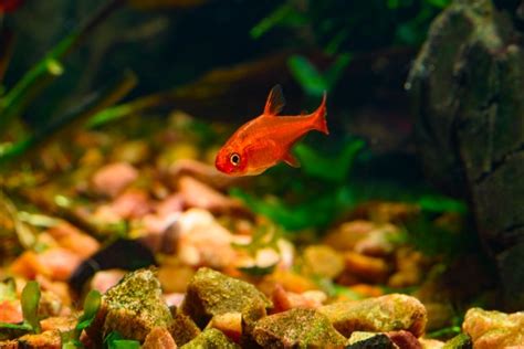 Ember Tetra: The Complete Care And Breeding Guide - Fishkeepingfans.com