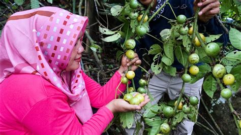 Masuk Ketengah Hutan Demi Memetik Buah Buahan Liar Yg Rasanya Sangat Segar - YouTube