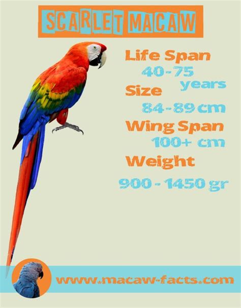 Scarlet macaw lifespan, Scarlet Macaw Red Macaw - Macaw Facts