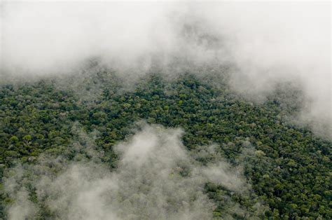 Aerial view of the Amazon Rainforest | Aerial view of the Am… | Flickr