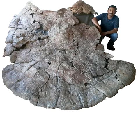 Absolutely Massive Extinct Turtle Weighed 2,500 Pounds and Had Giant ...