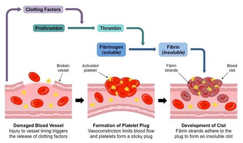 coagulation cascade | Medical school essentials, Pathophysiology nursing, Basic anatomy and ...