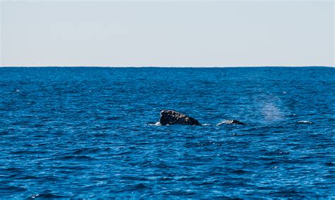 Southern California Whale Watching Tips - Travel Caffeine