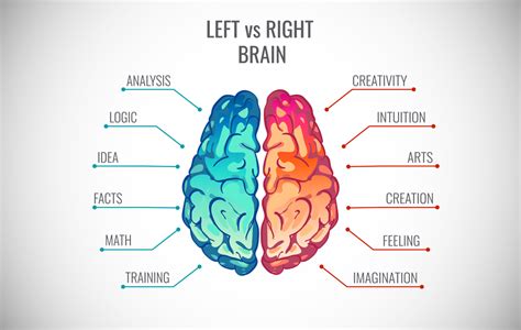 Are We All Either Right-Brained Or Left-Brained? » ScienceABC