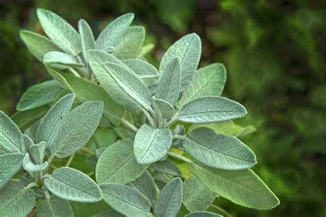 Different Types Of Sage Plants - A Wide Variety (With Pictures) - Yard Wiki