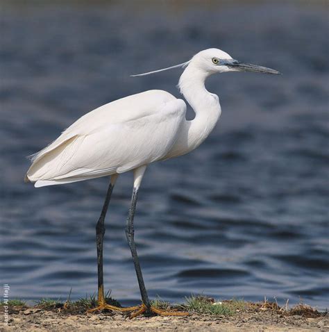 Little Egret | Small Egret | Egretta Garzetta – Profile | Facts – Bird Baron