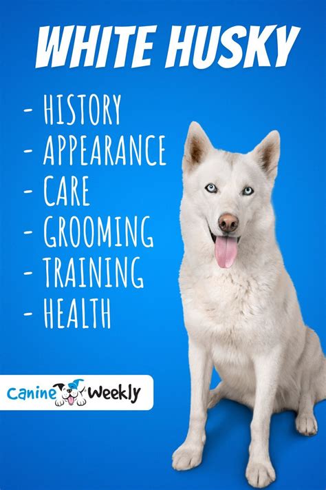 In this guide, we’ll discuss exactly what it takes to look after a white husky, including their ...