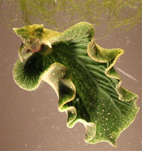 Solar-Powered Sea Slugs Shed Light on Search for Perpetual Green Energy ...