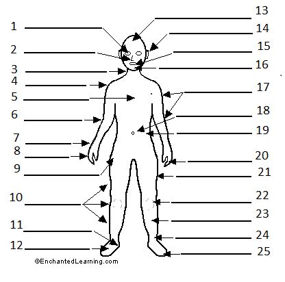 German body parts Diagram | Quizlet