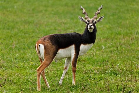 Blackbuck 1080P, 2K, 4K, 5K HD wallpapers free download | Wallpaper Flare