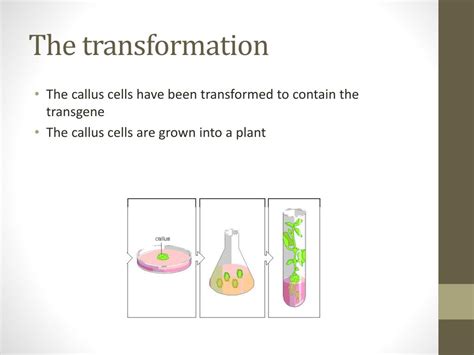 PPT - Transgenic plants PowerPoint Presentation, free download - ID:2749822