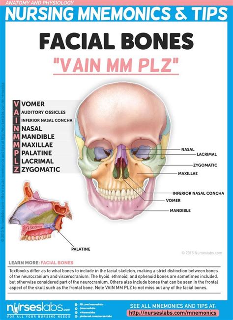 Anatomy and Physiology Nursing Mnemonics & Tips | Facial bones, Anatomy and Note