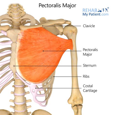 Pectoralis Major On Women : Pectoralis Minor Pain and Trigger Point - YouTube - Hashir Tomlinson