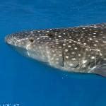 Whale Shark in Cancún, Mexico (Google Maps)