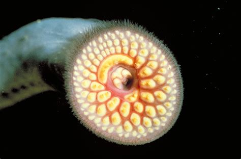 Arctic Lamprey Facts, Distribution, Diet, Predators, Pictures