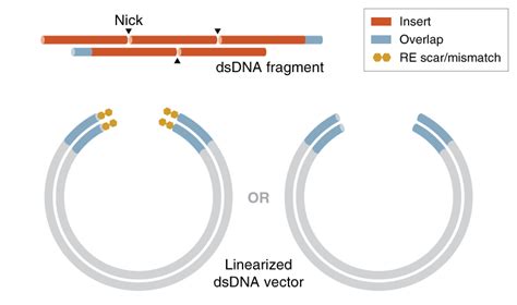 NEB - Protocol for assembling annealed DNA oligonucleotides and a ...