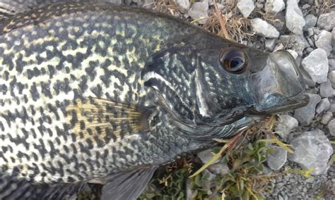 The Show Me Fly Guy: Beautiful Black Crappie