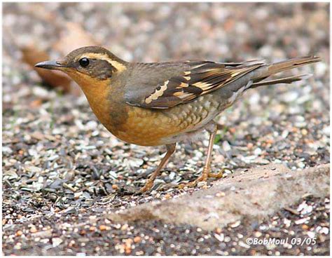 Varied Thrush