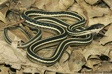 Eastern Ribbon Snake (Reptiles and Amphibians of Mississippi) · iNaturalist