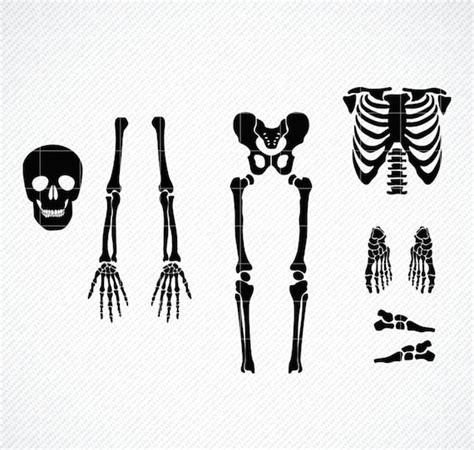 SKELETON PARTS SVG Skeleton Svg Skeleton Parts Png - Etsy