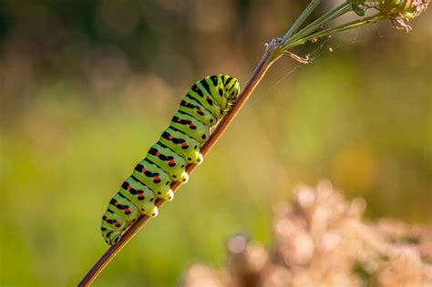 Dog Barking at Caterpillar? Here's How to Stop It! - DHT