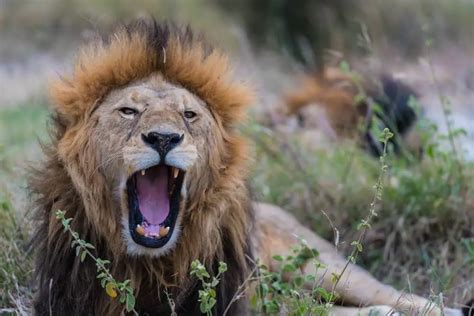 The Various Reasons Why Lions Roar – Nature Blog Network