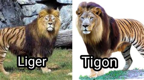 লাইগারে vs টাইগন লড়াই হলে কে জিতবে Liger VS Tigon real fight to death ...