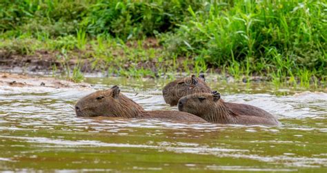 Three Capybaras Floating on the River. Stock Photo - Image of capybara ...