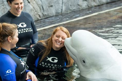 Swimming With Beluga Whales Georgia Aquarium - Aquarium Views