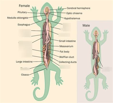 Salamander anatomy Diagram | Quizlet