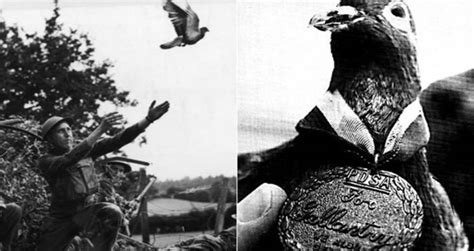 Cher Ami, The Pigeon That Saved 200 Men During World War I