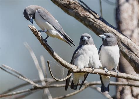 Passerine, Passerine bird, Species