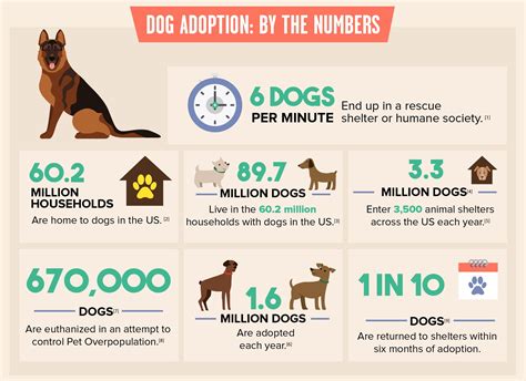 14 Dog Shelters Speak Out: What You Should Know BEFORE Adopting a Dog – All Things Dogs