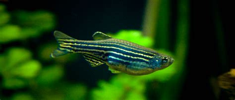 15 Best Tiger Barb Tank Mates - List of Compatible Species