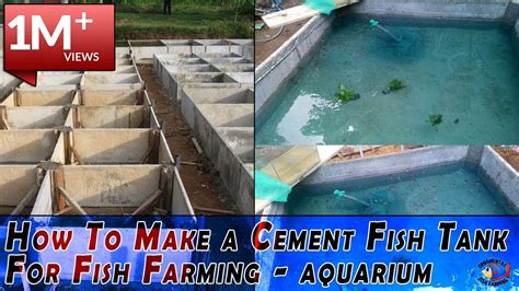 Tilapia Farming In Tanks