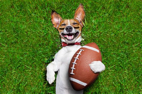 American Football Dog Stock Photo - Download Image Now - iStock