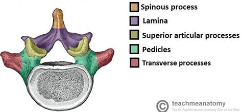 The Vertebral Column- Joints- Vertebrae- Vertebral Structure | Cervical ...